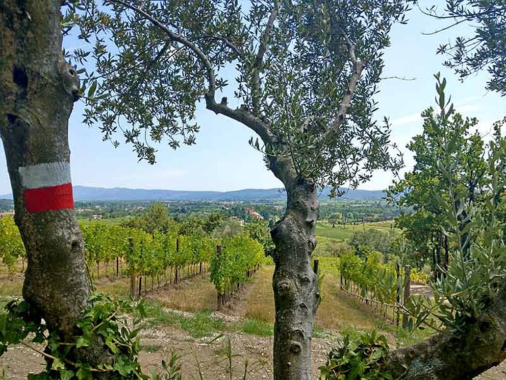 Baum mit Wanderwegmarkierung, im Hintergrund Weingärten