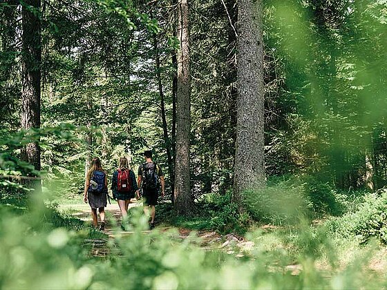 3 Damen wandern auf einem Weg im Wald